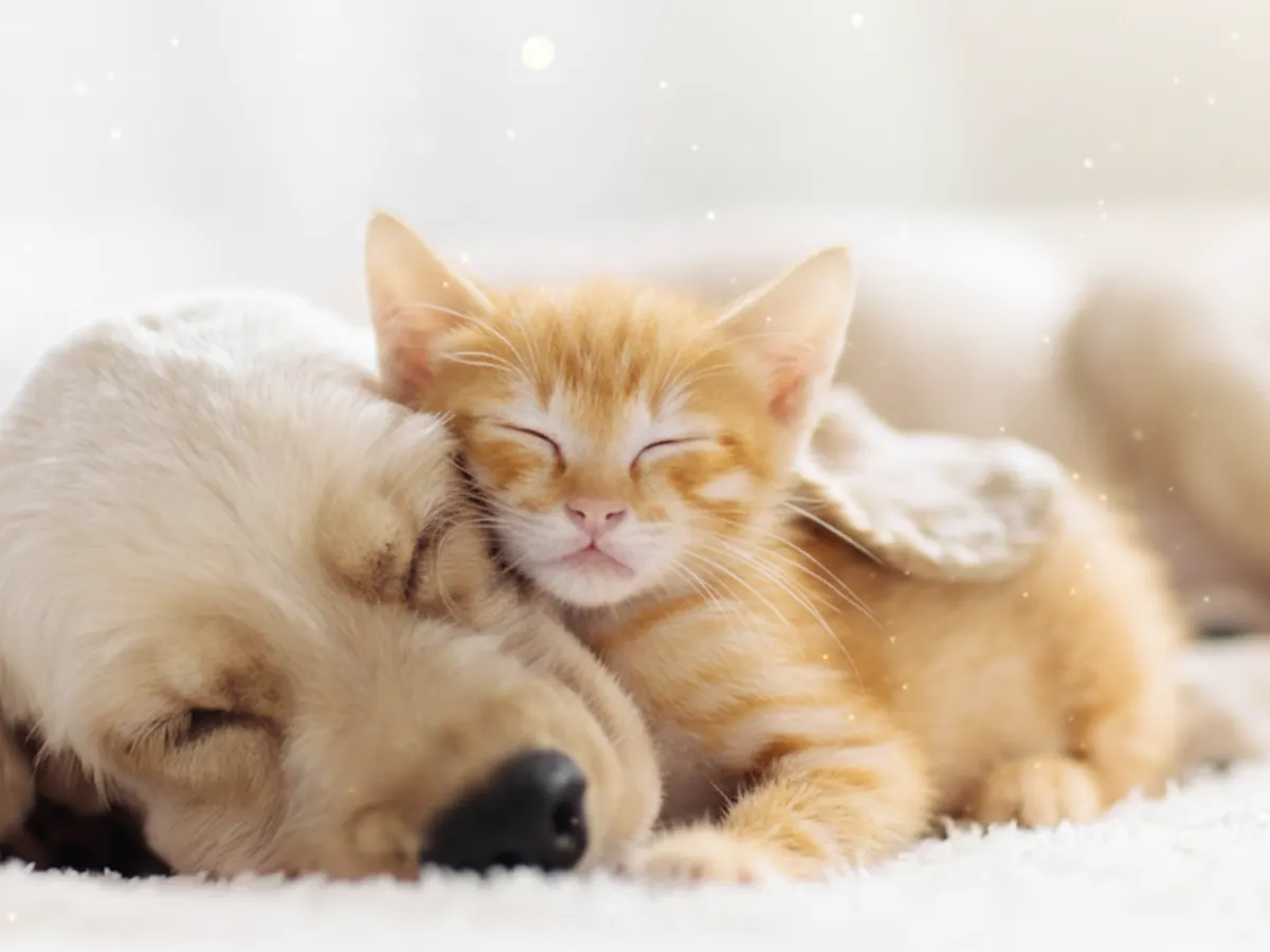 Free Goodies for Your Furry Friend – Thanks to Fur Buddies — free sample: Join Fur Buddies to score free pet product samples! Sign up, complete your profile and surveys, and 