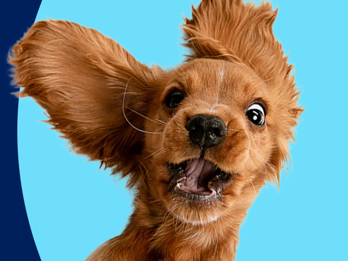 Petco Puppy Playtime — free sample: Petco offers FREE Puppy Playtime every Saturday from 1:00–1:30 PM—a fun, safe way for puppies to soc