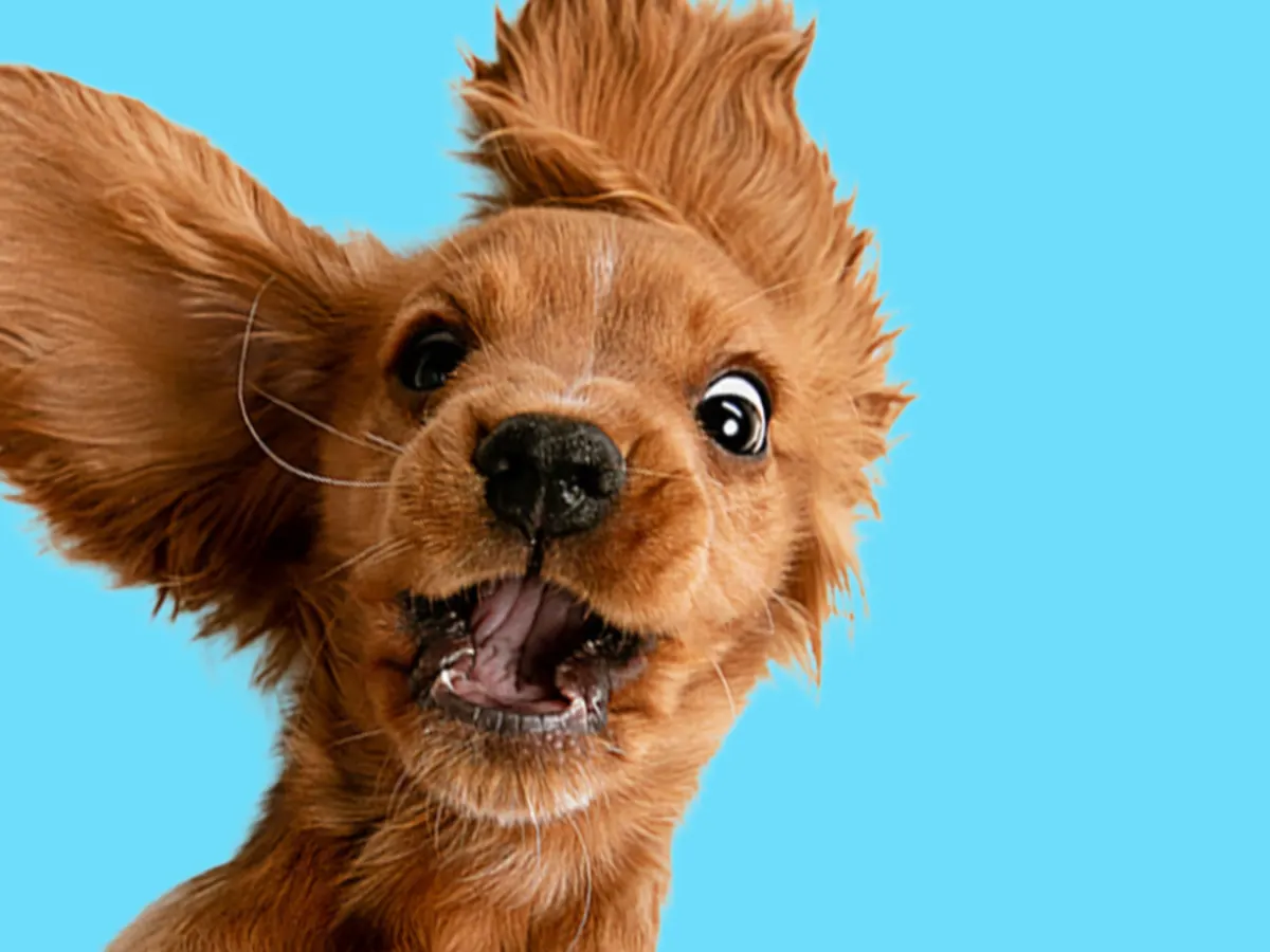 Nilo Pet Bowl — free sample: Petco’s free in-store events continue in February. Feb. 21, 2–4 PM: dog tastings, cat samples, and b