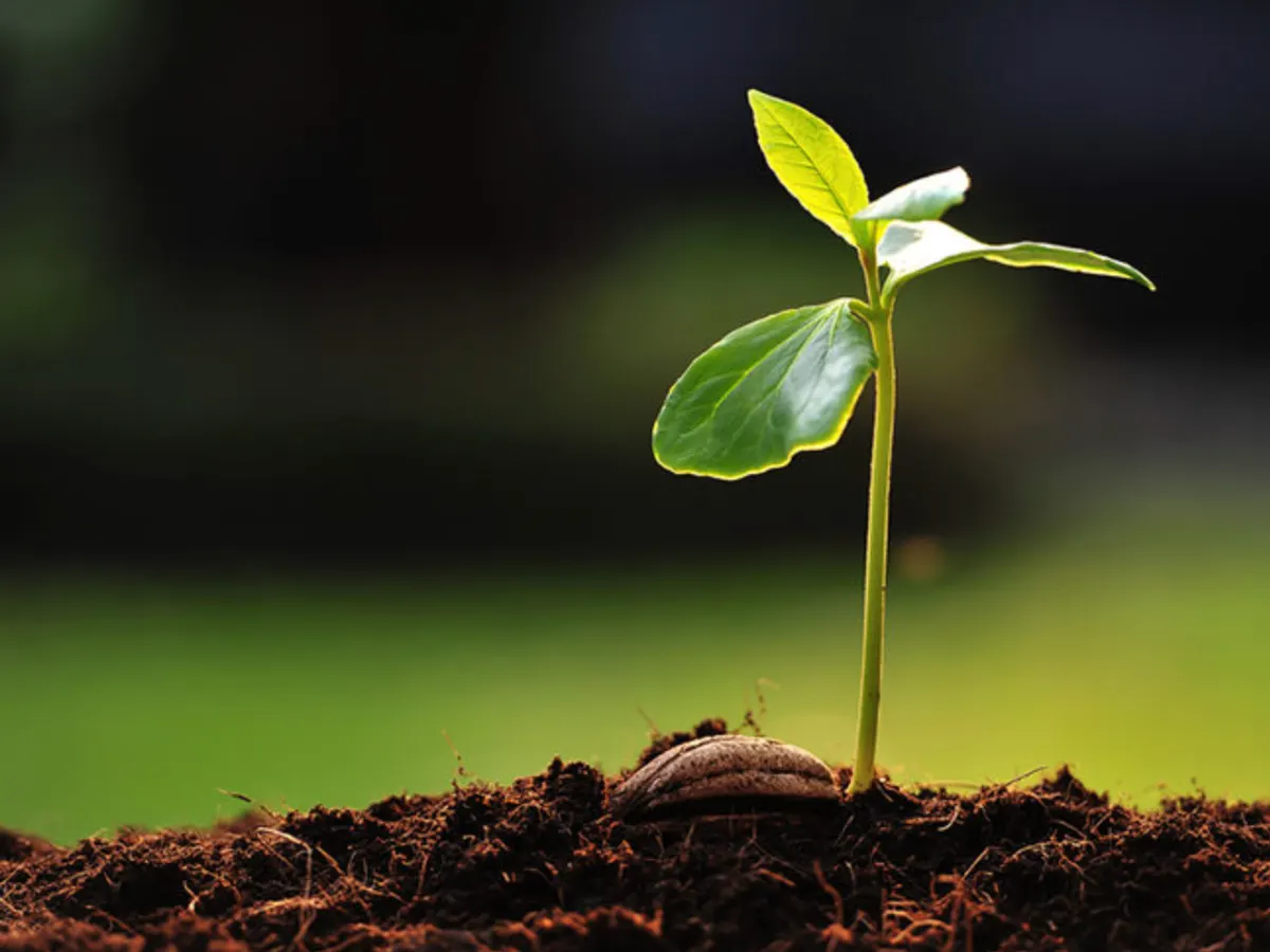 Envelope Ad Tree Seedling — free sample: Get a FREE tree seedling from Envelope Ad! Email INFO@ENVELOPEAD.COM with your name, address, and tr