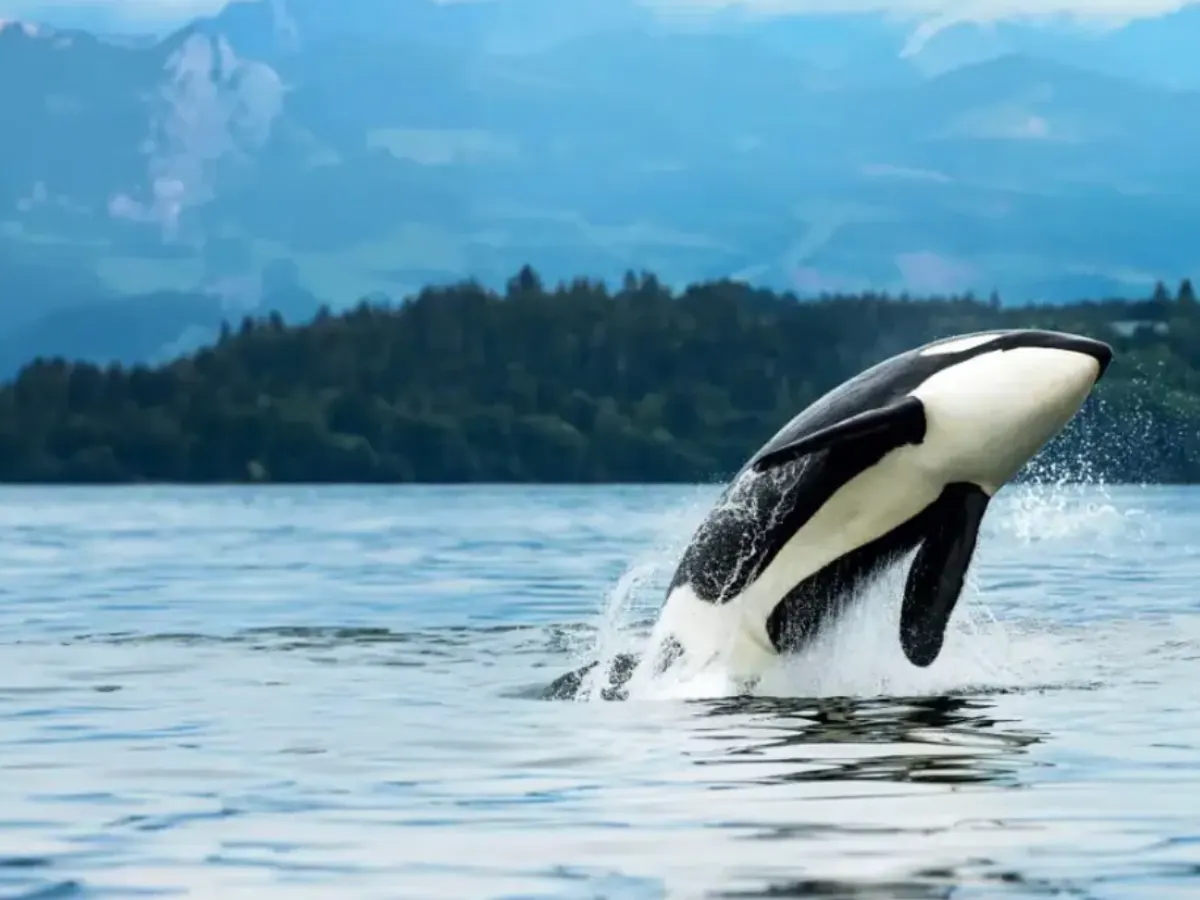 Holland America Cruise — free sample: Enter to win a 7-day Alaska cruise for two from Holland America. Ends April 30, 2026!