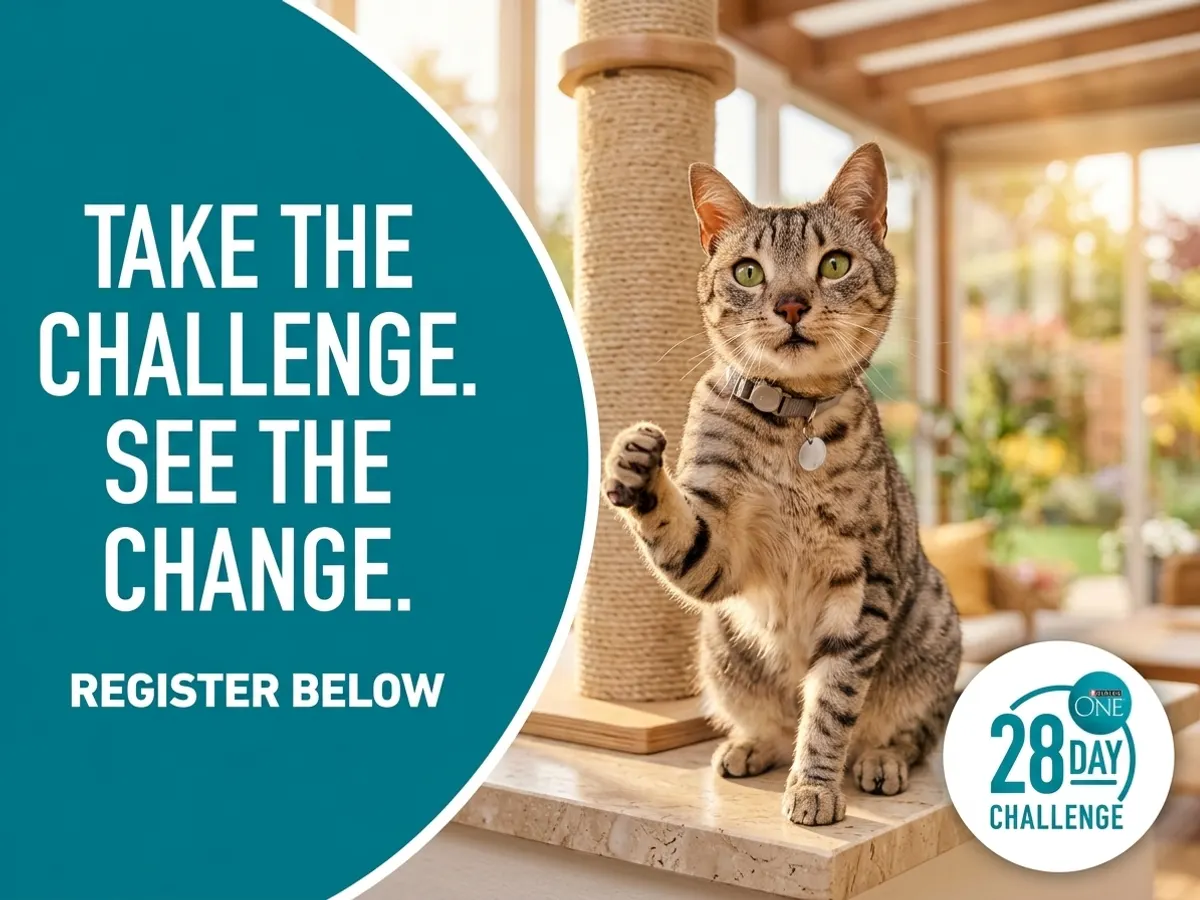 Purina ONE Cat Food Trial Box — free sample