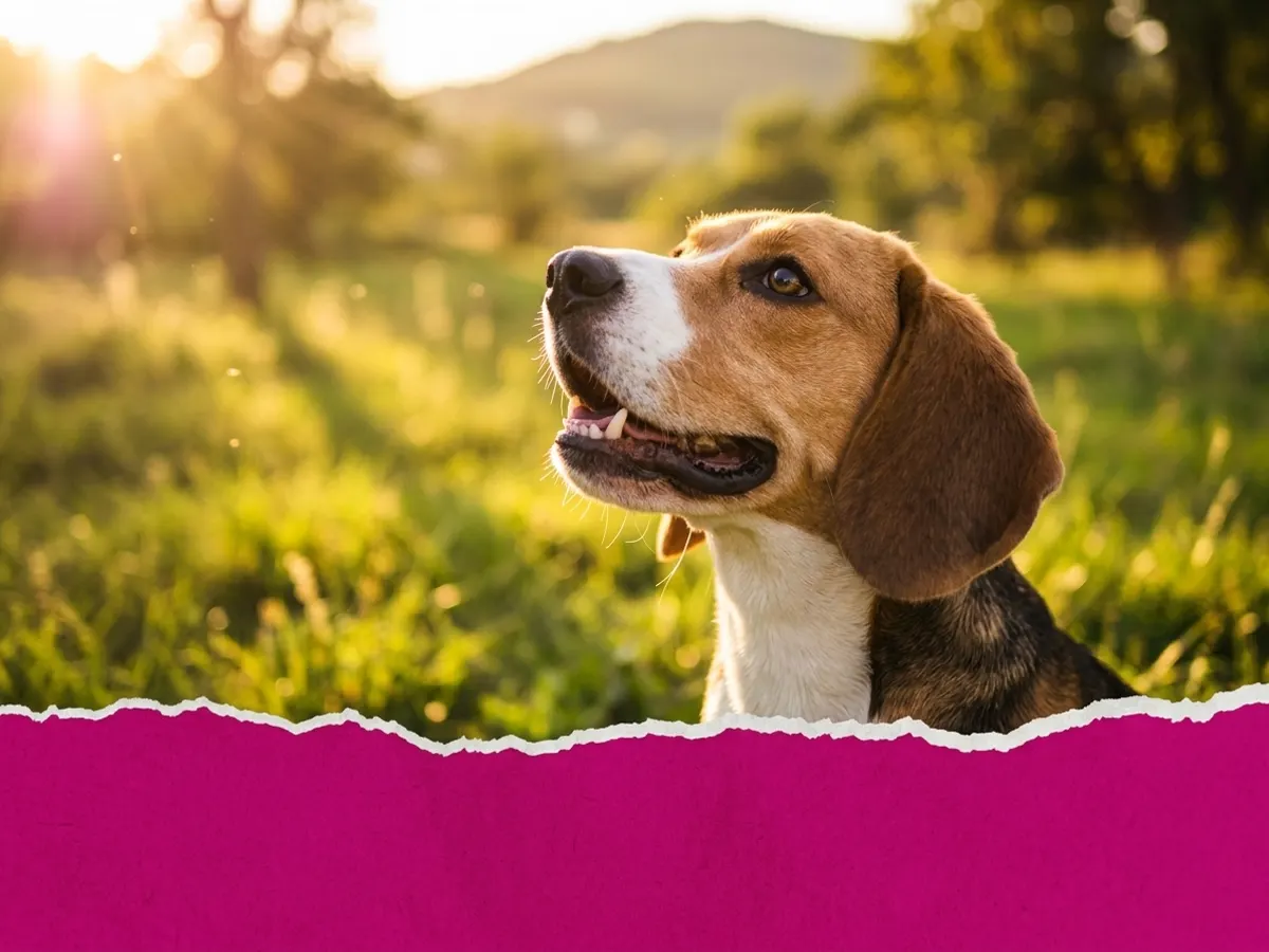 VeRUS Pet Food — free sample