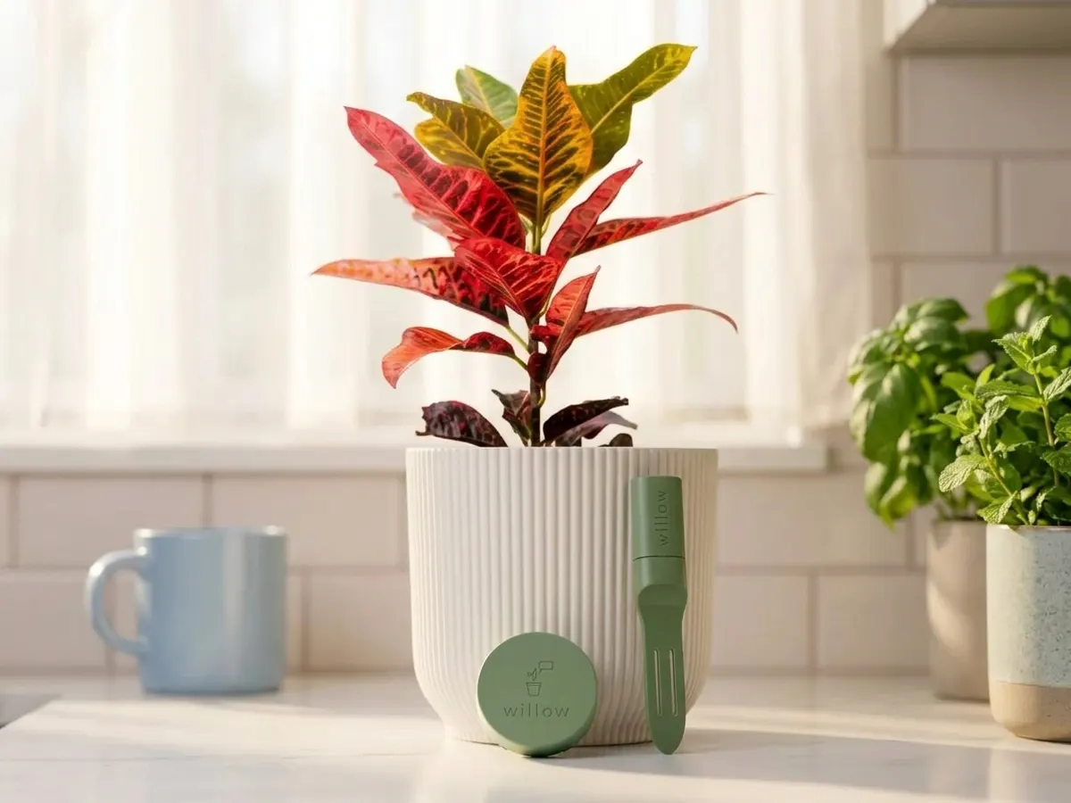 Win a FREE Willow Smart Plant Care Package Worth Over $2,000: free sample: Willow makes smart plant monitoring sensors that track soil moisture, light, and other conditions th