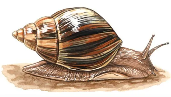 Giant African Snail Temporary Tattoo for FREE — free sample: Get free temporary tattoos of giant African snails! Enter the discount code APHIS-GAS-TAT after clic