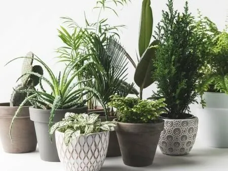 Free Plant by Wild Things: free sample: Since quarantine I learned to tend to my dying plants. The artificial little plants on my desks are