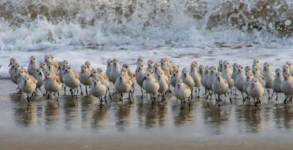 FREE Birding & Wildlife Watching Guide, Explore Nature Today!: free sample: Set off on an unforgettable wildlife adventure in Santa Cruz County with the Birding and Wildlife Wa