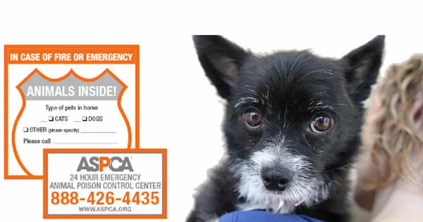 Keep Your Pets Safe with Free ASPCA Magnets and Decals!: free sample: The ASPCA Pet Safety Pack helps ensure your pets' safety in emergencies. It contains a pet rescue wi