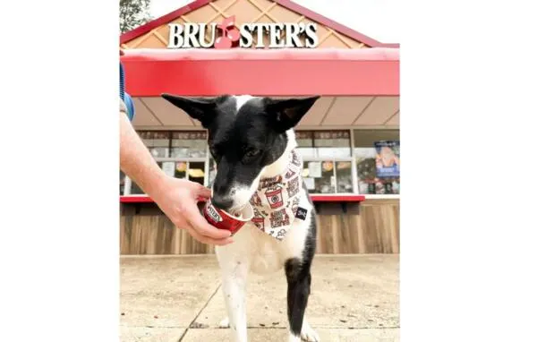 Paws Up for Free Doggie Sundaes at Bruster’s!: free sample: Treat your furry friend to a delicious Free Doggie Sundae at Bruster’s Real Ice Cream! Available at