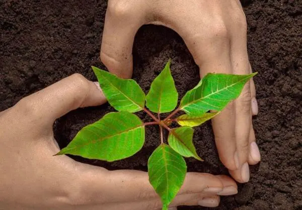 Don’t Miss This FREE Plantable Wildflower Seed Paper Heart: free sample: Request a FREE Plantable Seed Paper Heart from Dr. Gabby Wild! Just fill out and submit the form to