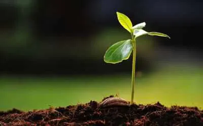 FREE Tree Seedling, Help the Planet, One Tree at a Time