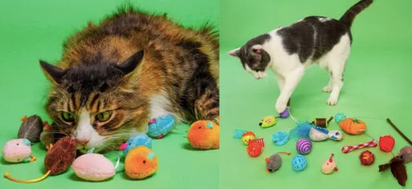 Purr-fect Fun! Free Hartz Cattraction Silver Vine & Catnip Toys!: free sample: Hartz is offering a chance to receive a free Cattraction Silver Vine & Catnip Cat Toy through their