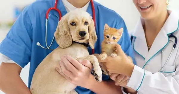 Your Pet Deserves It: Free Vet Exam at Petco Vetco!: free sample: Petco's Vetco Total Care centers are offering a complimentary veterinary exam for your pet during th