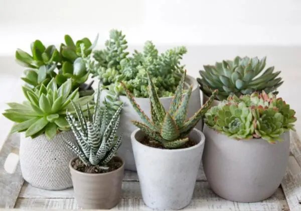 Succulent Plants from Succulent Studios: free sample: You can get 2 Succulent plants from Succulent Studios for free! You just have to subscribe to the pa