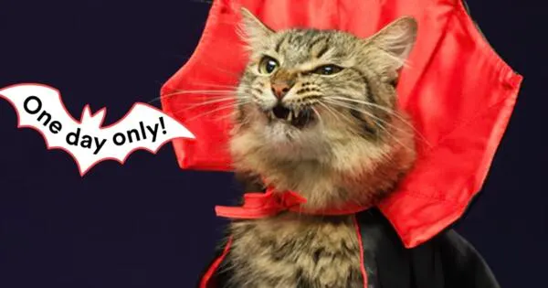 Petco's Howl-O-Ween = FREE Stuff for You (Up to $499!): free sample: Petco’s Howl-O-Ween Scratch & Win Event is back, and you could win your entire cart for FREE (up to 