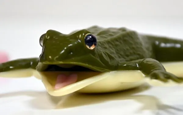 Schools Can Get Free Kind Frogs, Apply Now: free sample: TeachKind is offering Free Kind Frogs for Your School to eligible educators through this classroom r