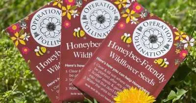 Bloom for Free! 5 Packs of Wildflower Seeds Waiting for You
