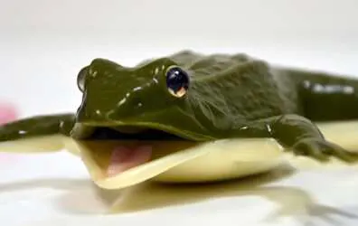 Schools Can Get Free Kind Frogs, Apply Now, free sample