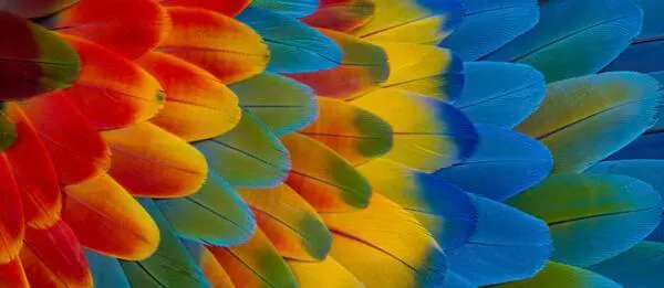 See What Your Prints Could Look Like, Free Canon Samples!: free sample: Canon is providing free print samples to showcase the premium quality of its printing technology, in
